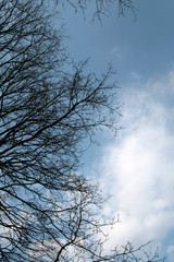 
beautiful forest and beautiful forest paths