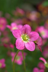 close up of pink flower of saxifraga