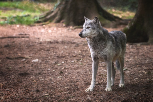 Mackenzie Valley Wolf In In Forest Clearing