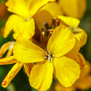Erysimum cheiri. Detalle de una flor de la planta de alhelí en primavera. 
