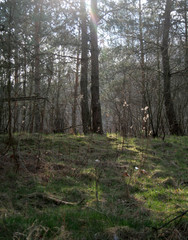 Obraz premium beautiful forest and beautiful forest paths