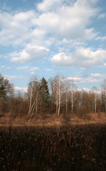 Obraz premium beautiful forest and beautiful forest paths