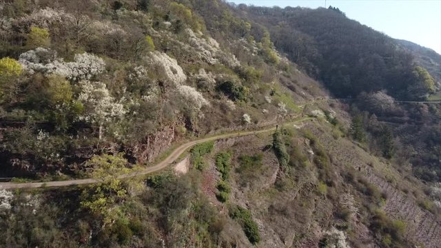 Moseltal bei Valwig,  Apolloweg im Fr&uuml;hling, Weinbau und Brachen