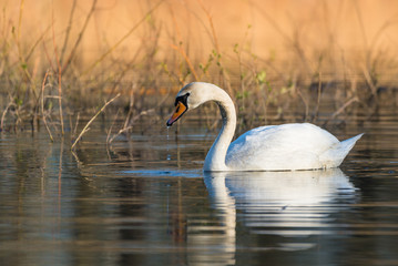 Łabędź niemy, Lasy radłowskie © krzysci