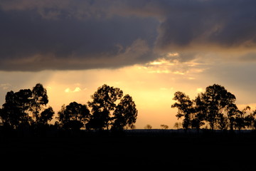 Paesaggio con la sagoma scura di  alberi al tramonto, prateria e savana durante un giorno di pioggia nuvoloso