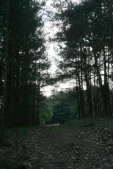 Obraz premium piękny las i piękne leśne ścieżki