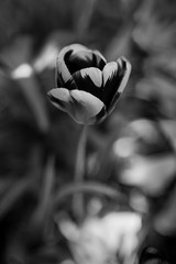 Tulipan czarno biały