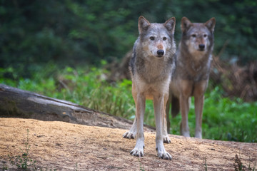 Naklejka na ściany i meble A pair of Mackenzie Valley Wolves