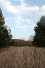 
beautiful forest and beautiful forest paths