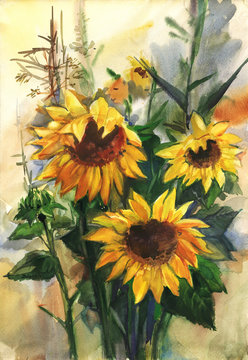 Bouquet of sunflowers in the field. Watercolor drawing
