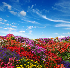 Obraz premium flowers growing on the field