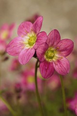 Obraz premium Saxifraga thiny pink flower in the garden