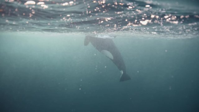 Underwater video as a killer whale floats to the surface to gain air. Hunt in ocean for herring near fjords of Tromso. Exclusive footage Filmed on a RED camera during a scientific expedition to Norway