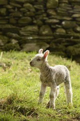 Naklejka na ściany i meble baby lamb in the field