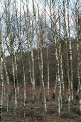 Obraz premium beautiful forest and beautiful forest paths
