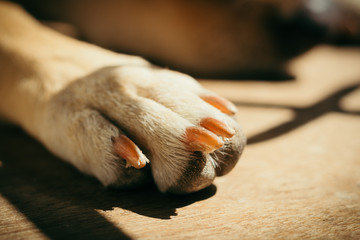 Close up of dogs's paw