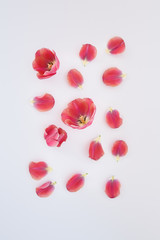 Top view of pink tulips and petals scattered on white background