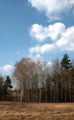
beautiful forest and beautiful forest paths