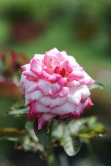Image of Zephrine Drouhin Rose in the garden. A rose garden or rosarium is a garden or park with variety of roses.
