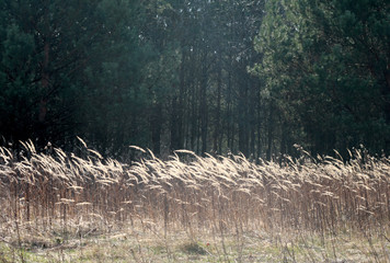  beautiful forest and beautiful forest paths © Artur