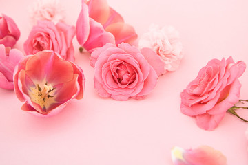 Obraz na płótnie Canvas blooming spring flowers on pink background