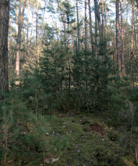 Obraz premium beautiful forest and beautiful forest paths