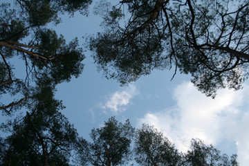
beautiful forest and beautiful forest paths