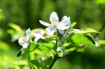 Apfelbaumblüten