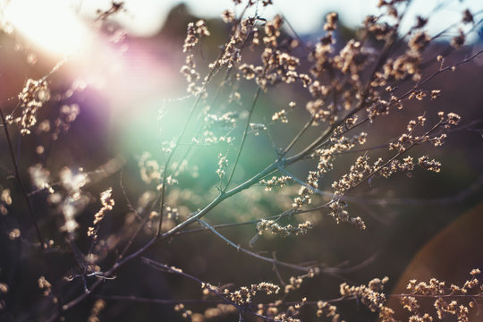 Beautiful nature background macro. Blurred gentle sun flare background. free space for text. Romantic soft gentle artistic image