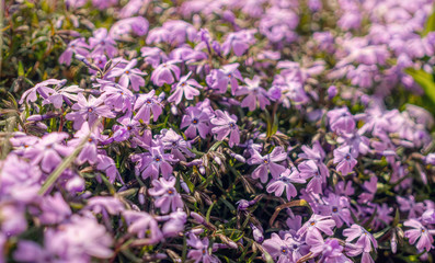 Obraz premium Blooming spring Blooming spring carnations and sunny gardens and sunny garden