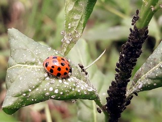 Coccinelle Fourmi Pucerons