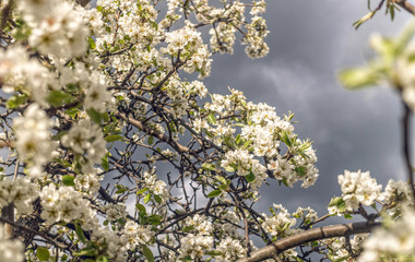 Blooming spring apple orchard. White flowers against the background of spring rain clouds in the sky