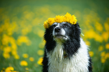 Dog with wreath of flowers. Old black and white border collie with dandelions.