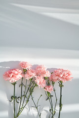 top view of pink carnations on white background with sunlight and shadows