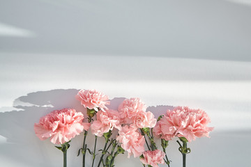 Fototapeta premium Top view of pink carnations on white background with sunlight and shadows