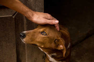 dog with a hand 