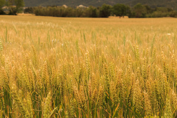 Wheat field close-up. Food vegetation concept