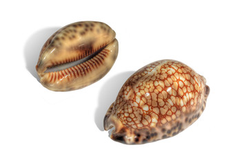 The beautiful spotted shells of the reticulated cowrie, found in the tropical South Pacific. Isolated on white
