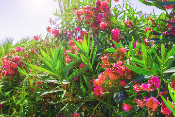 Blooming bougainvillea. Magenta bougainvillea flowers. Bougainvillea flowers as a background.