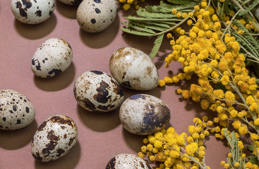 Obraz premium quail eggs on a brown background with a branch of mimosa