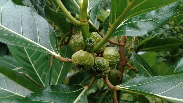 Fragrant Screwpine (Pandanus fascicularis, Pandanus odorifer, Pandanus tectorius) with nature background. Fragrant plant in Indonesia.