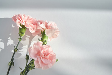 top view of pink carnations on white background with sunlight and shadows