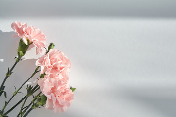 top view of pink carnations on white background with sunlight and shadows