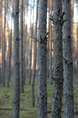 Fototapeta premium beautiful forest and beautiful forest paths