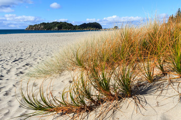 Fototapeta na wymiar Beach grasses in the sand, New Zealand. In the foreground is pingao with golden tipped leaves, and spinfex behind