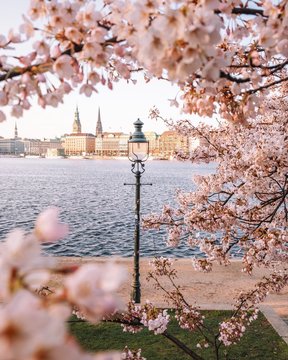 Kirschbl&uuml;te in Hamburg.