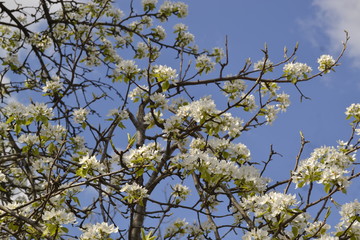 blooming  tree