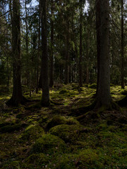 Fototapeta premium Tree forest landscape. Forest therapy and stress relief. Farnebofjarden national park in Sweden.