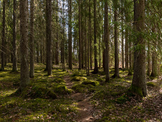 Tree forest landscape. Forest therapy and stress relief. Farnebofjarden national park in Sweden.