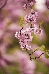 Fleur de printemps